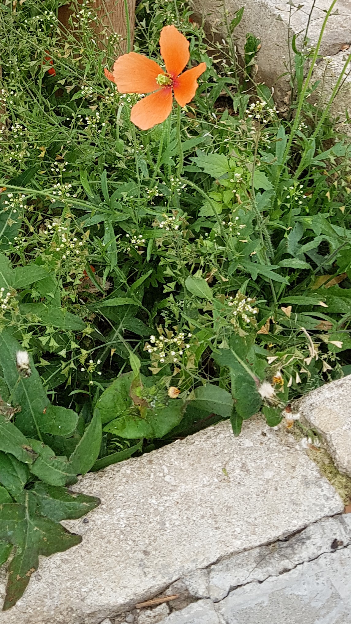 amapola a (2)