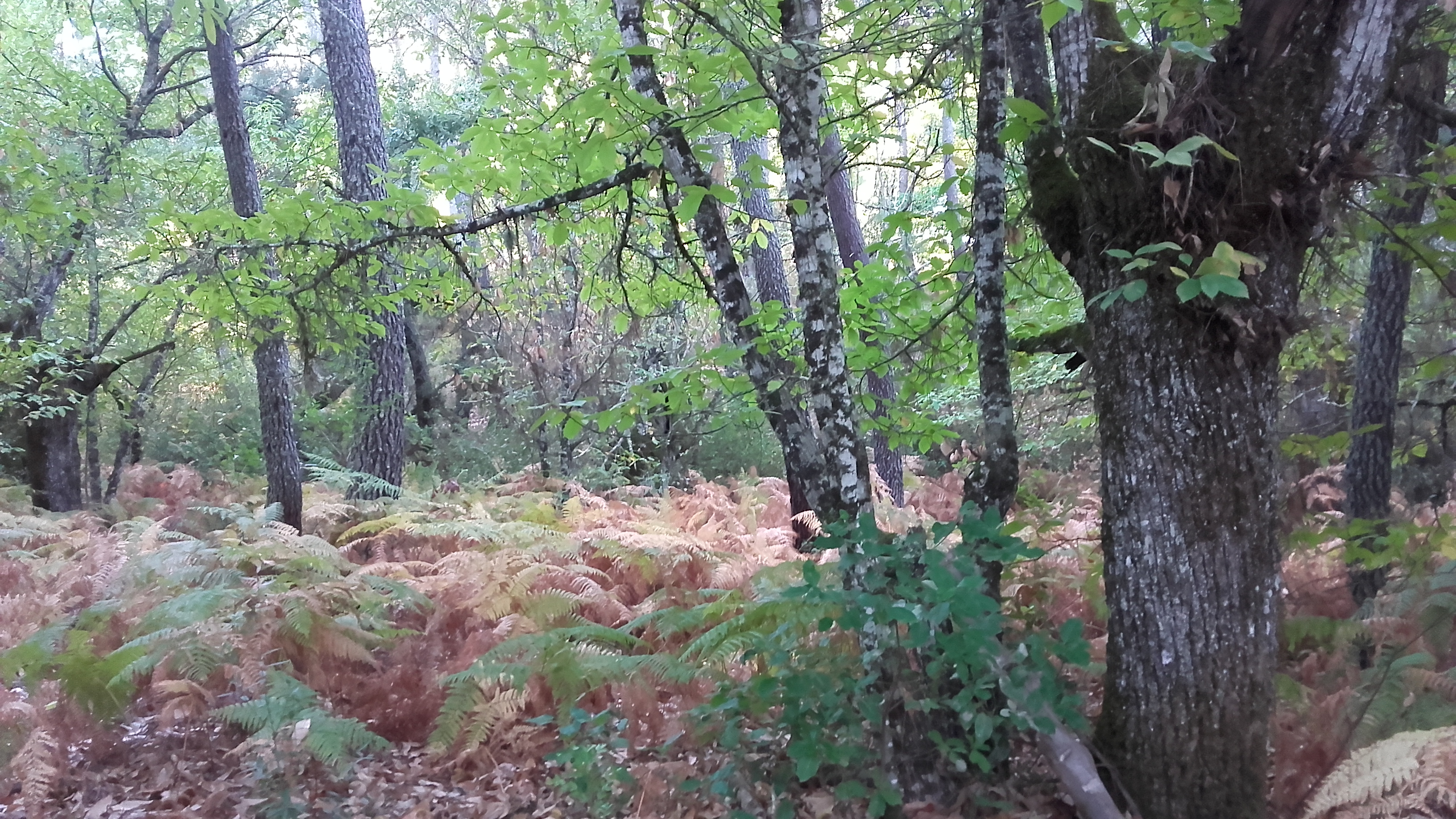 Castaños y helechos a